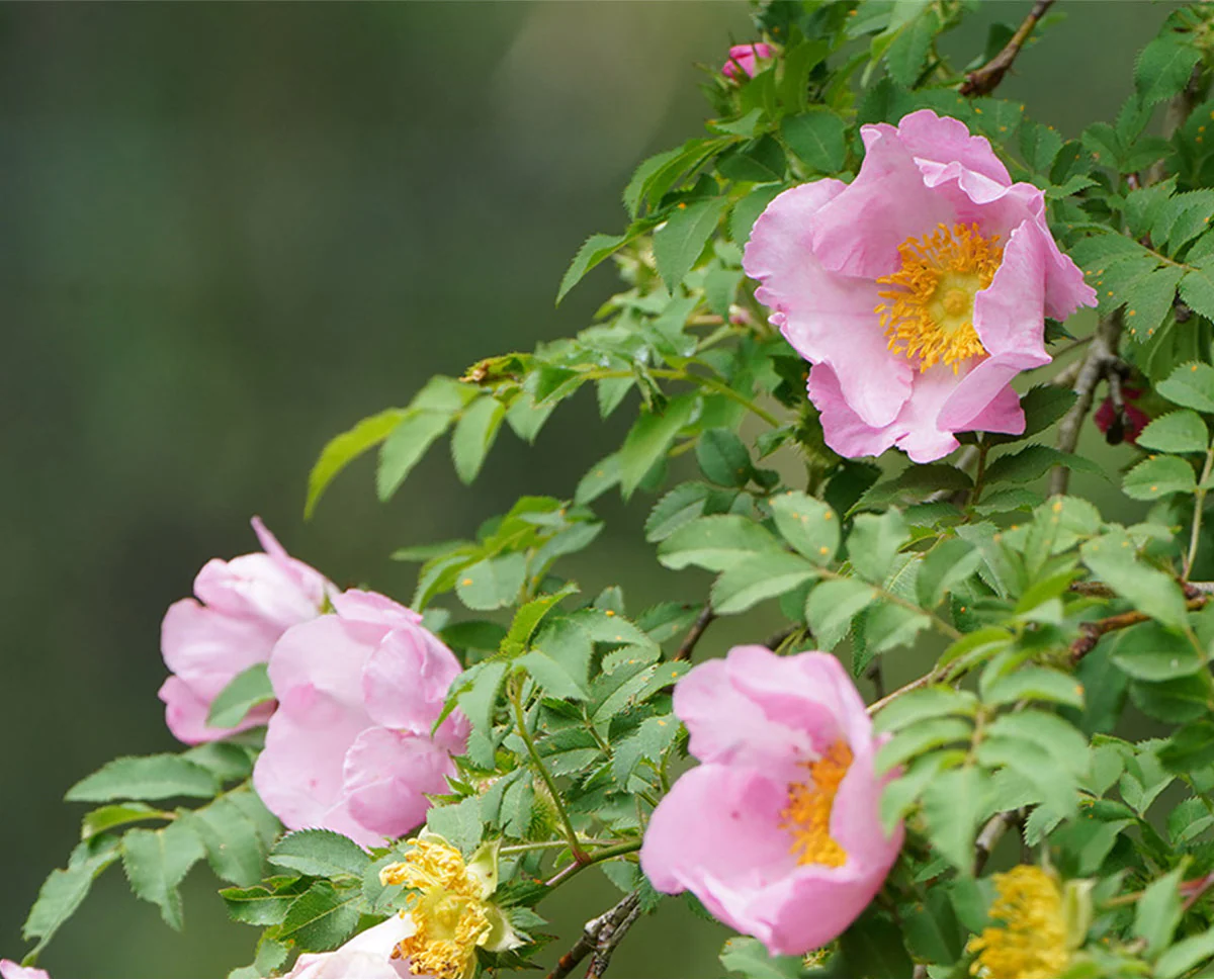 Lululun Hakone Rose Face Mask (7 PCs) - Image 3